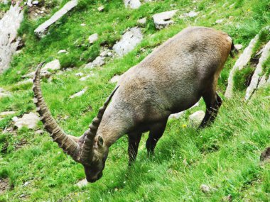 Chamois veya Rupicapra rupicapra L. n dağ kitle Alpstein -: Appenzell Innerrhoden Canton, İsviçre eteklerinde sürüsü