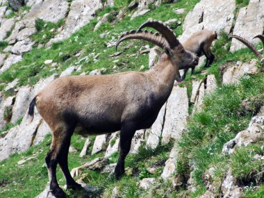 Chamois veya Rupicapra rupicapra L. n dağ kitle Alpstein -: Appenzell Innerrhoden Canton, İsviçre eteklerinde sürüsü