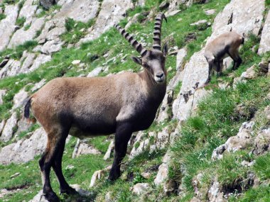 Chamois veya Rupicapra rupicapra L. n dağ kitle Alpstein -: Appenzell Innerrhoden Canton, İsviçre eteklerinde sürüsü