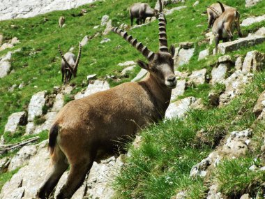 Chamois veya Rupicapra rupicapra L. n dağ kitle Alpstein -: Appenzell Innerrhoden Canton, İsviçre eteklerinde sürüsü