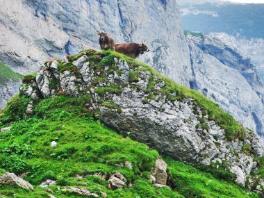 İnekler ve otlak yeri Sıradağlar Alpstein - St. Gallen Kantonu, İsviçre