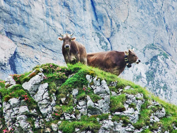 台地山脈 Alpstein ザンクト ガレンのカントン スイス連邦共和国上の牧草地 — ストック写真