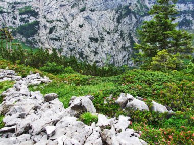 Peyzaj ve çevre Alpstein dağ silsilesi - Canton St. Gallen, İsviçre