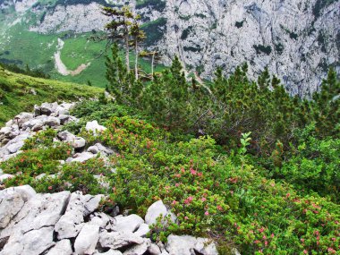 Peyzaj ve çevre Alpstein dağ silsilesi - Canton St. Gallen, İsviçre