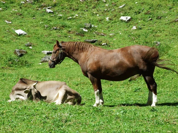 Αγελάδα Και Άλογο Στον Βοσκότοπο Του Βουνού Κυμαίνεται Alpstein Καντονίου — Φωτογραφία Αρχείου