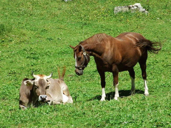 Krów Koni Pastwiskach Górskich Waha Alpstein Kantonie Appenzell Innerrhoden Szwajcaria — Zdjęcie stockowe