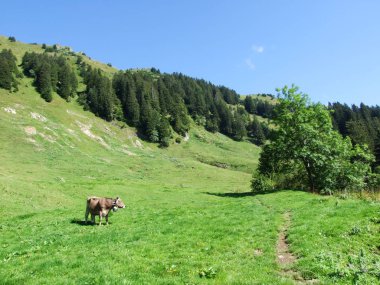 İnekler ve otlak yeri Sıradağlar Alpstein - St. Gallen Kantonu, İsviçre