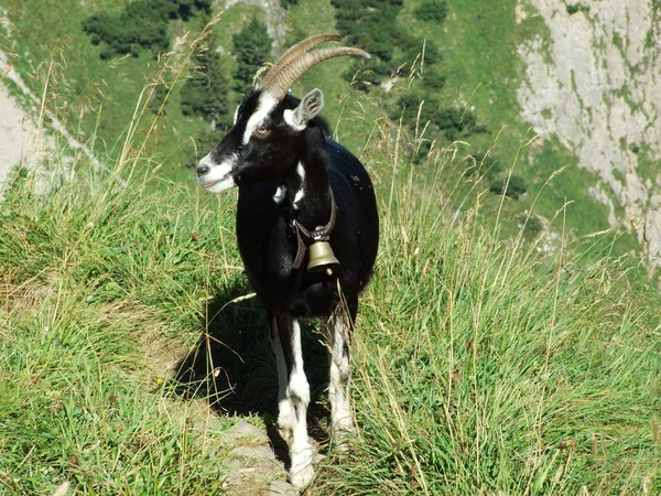 Cabras Pastos Las Cadenas Montañosas Alpstein Cantón Appenzell Innerrhoden Suiza — Foto de Stock