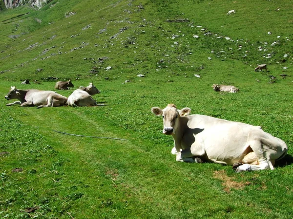 Cows Pastures Tableland Mountain Ranges Alpstein Canton Gallen Switzerland — Stock Photo, Image