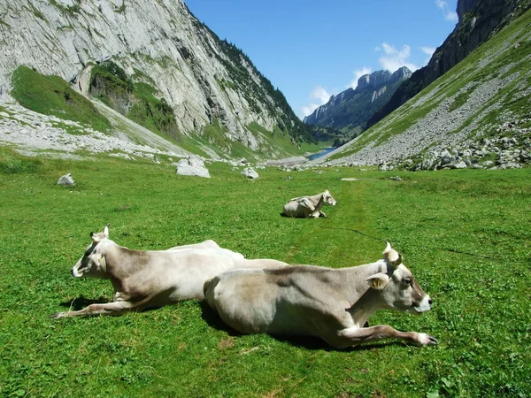 Vacas Pastos Las Cadenas Montañosas Alpstein Cantón Gallen Suiza — Foto de Stock