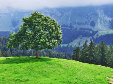 Pitoresk tepeler, orman ve mera Ostschweiz -: Appenzell Ausserrhoden Canton, İsviçre