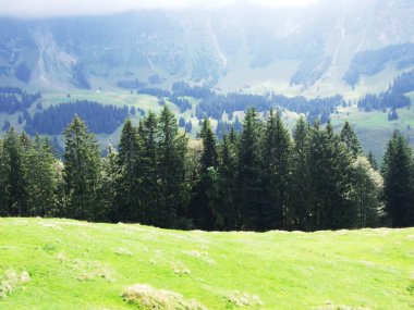 Pitoresk tepeler, orman ve mera Ostschweiz -: Appenzell Ausserrhoden Canton, İsviçre