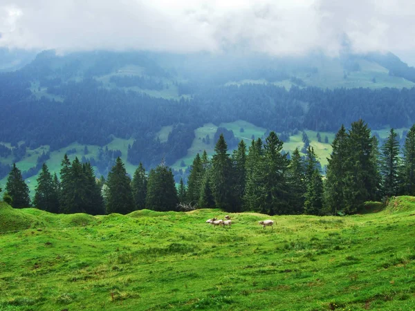 Pintorescas Colinas Bosques Pastos Ostschweiz Cantón Appenzell Ausserrhoden Suiza — Foto de Stock