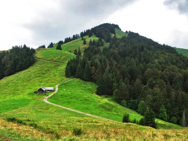 Collines Forêts Pâturages Pittoresques Ostschweiz Canton Appenzell Ausserrhoden Suisse — Photo