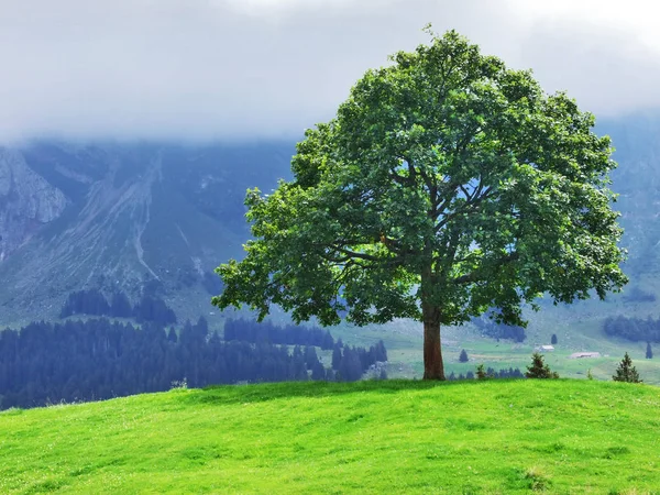 Picturesque Hills Forests Pastures Ostschweiz Canton Appenzell Ausserrhoden Switzerland — Stock Photo, Image