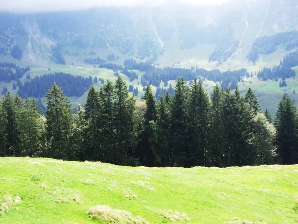 Malowniczych Wzgórz Lasów Pastwisk Ostschweiz Kanton Appenzell Ausserrhoden Szwajcaria — Zdjęcie stockowe