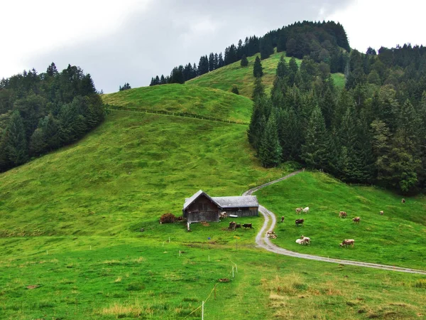 Farmy Pastviny Ostschweiz Regionu Kanton Appenzell Ausserrhoden Švýcarsko — Stock fotografie