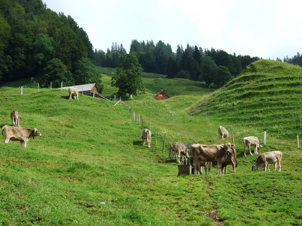 Krowy Obrzeżach Ostschweiz Regionie Kanton Appenzell Ausserrhoden Szwajcaria — Zdjęcie stockowe
