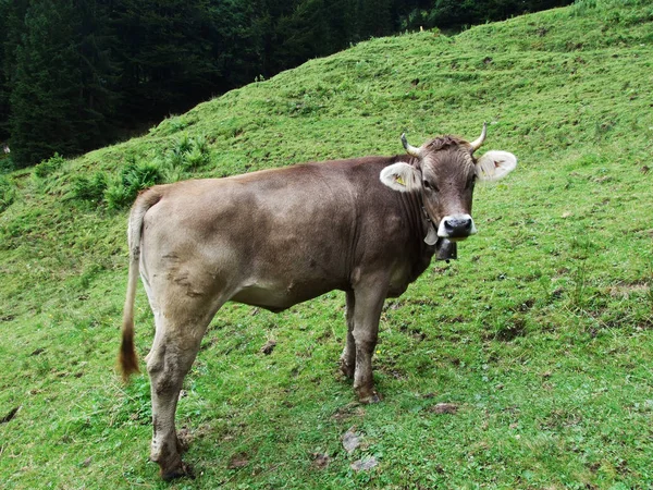 Vacas Nos Arredores Região Ostschweiz Cantão Appenzell Ausserrhoden Suíça — Fotografia de Stock