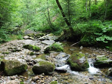 Orman akarsu Ostschweiz bölgesi - Appenzell Ausserrhoden Canton, İsviçre