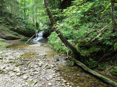 Orman akarsu Ostschweiz bölgesi - Appenzell Ausserrhoden Canton, İsviçre
