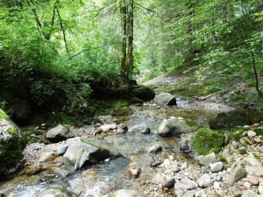 Orman akarsu Ostschweiz bölgesi - Appenzell Ausserrhoden Canton, İsviçre