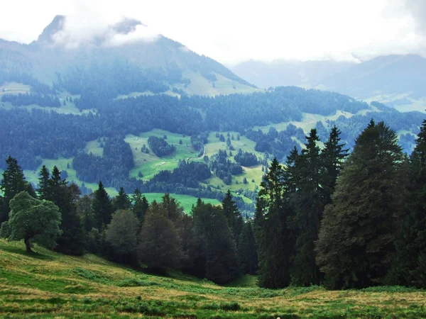 Subalpínské Lesů Ostschweiz Regionu Kanton Appenzell Ausserrhoden Švýcarsko — Stock fotografie