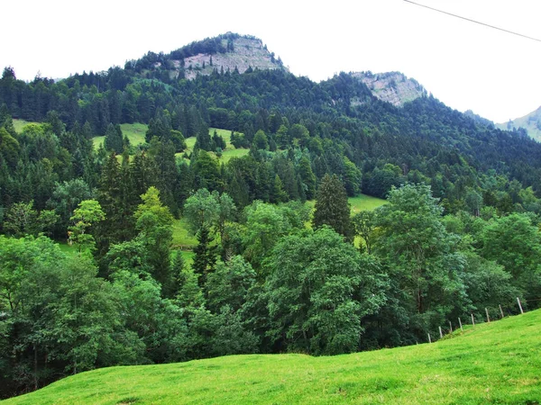 Hutan Subalpine Wilayah Ostschweiz Kanton Appenzell Ausserrhoden Swiss — Stok Foto