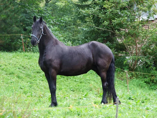 Svart Häst Gräsmatta Canton Appenzell Ausserrhoden Schweiz — Stockfoto