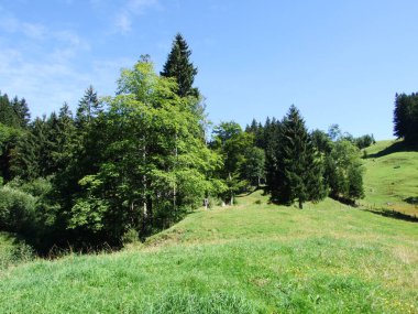 Pitoresk tepeler, orman ve mera Ostschweiz -: Appenzell Ausserrhoden Canton, İsviçre