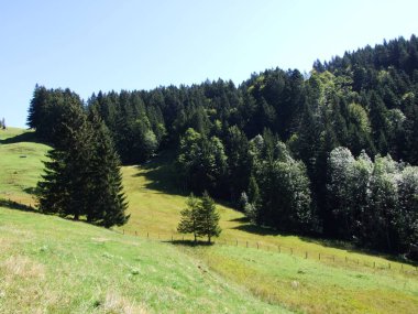 Pitoresk tepeler, orman ve mera Ostschweiz -: Appenzell Ausserrhoden Canton, İsviçre
