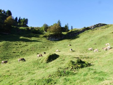 İnekler Ostschweiz bölgesi - Appenzell Ausserrhoden Canton, İsviçre sınırı