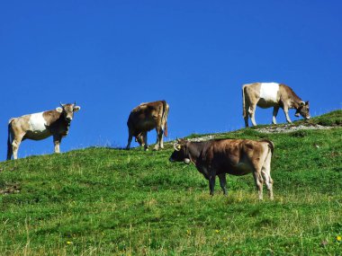 İnekler Ostschweiz bölgesi - Appenzell Ausserrhoden Canton, İsviçre sınırı