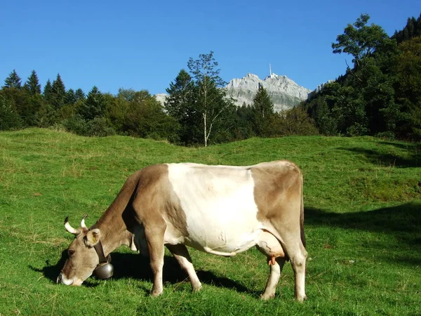 Ostschweiz アッペンツェル Ausserrhoden カントン スイス連邦共和国の郊外の牛 — ストック写真