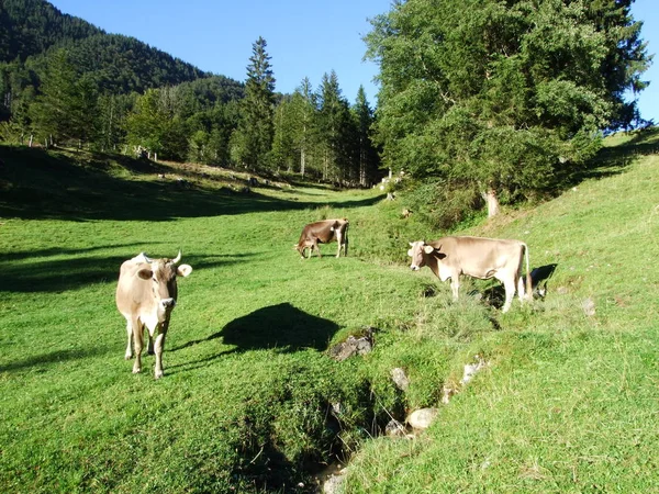 Tehenek Szélén Ostschweiz Régió Canton Herisau Svájc — Stock Fotó