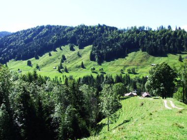 Bıyıklı ormanlar Ostschweiz bölgesi - Appenzell Ausserrhoden Canton, İsviçre