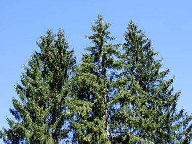 Bıyıklı ormanlar Ostschweiz bölgesi - Appenzell Ausserrhoden Canton, İsviçre