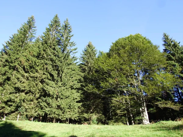 Subalpine Forests Ostschweiz Region Canton Appenzell Ausserrhoden Switzerland — Stock Photo, Image