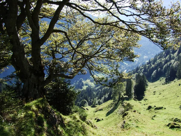 Florestas Subalpinas Região Ostschweiz Cantão Appenzell Ausserrhoden Suíça — Fotografia de Stock