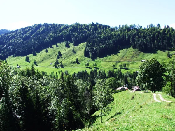 Субальпийские Леса Регионе Остшвейц Кантон Аппенцелль Аусерроден Швейцария — стоковое фото