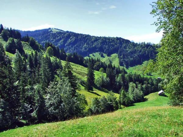 Υποαλπικά Δάση Στο Ostschweiz Περιοχή Καντονίου Του Appenzell Ausserrhoden Ελβετία — Φωτογραφία Αρχείου