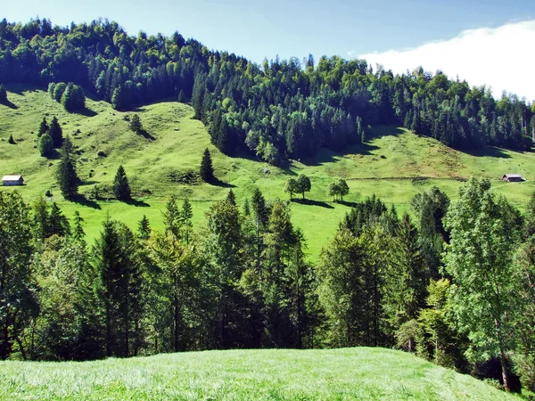 Bosques Submarinos Región Ostschweiz Cantón Appenzell Ausserrhoden Suiza — Foto de Stock