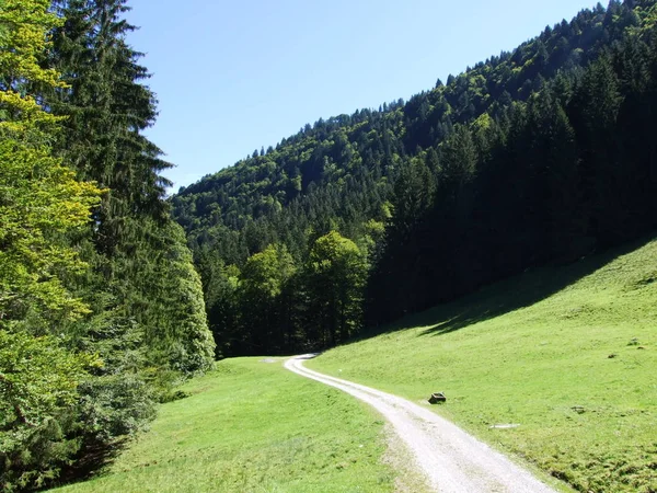 Forêts Subalpines Dans Région Ostschweiz Canton Appenzell Ausserrhoden Suisse — Photo