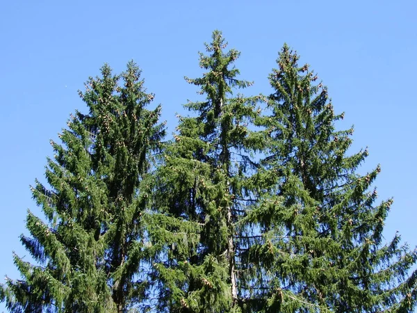 Bıyıklı ormanlar Ostschweiz bölgesi - Appenzell Ausserrhoden Canton, İsviçre