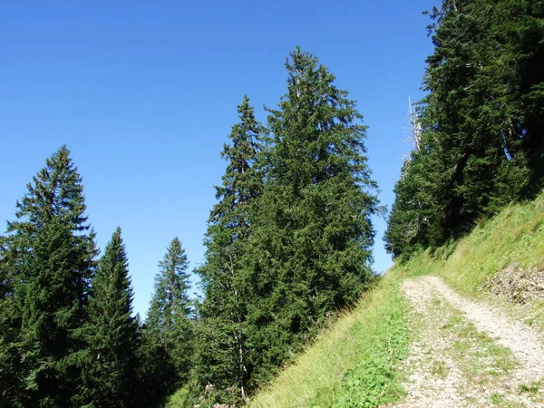 Subalpine Forests Ostschweiz Region Canton Appenzell Ausserrhoden Switzerland — Stock Photo, Image
