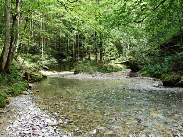 Waldbäche Der Ostschweiz Kanton Appenzell Ausserrhoden Schweiz — Stockfoto