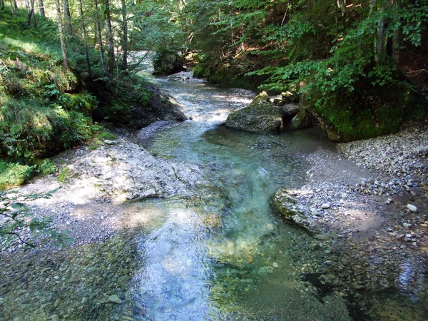 Orman akarsu Ostschweiz bölgesi - Appenzell Ausserrhoden Canton, İsviçre