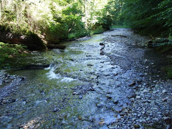 Δάσος Ρεύματα Ostschweiz Περιοχή Καντονίου Του Appenzell Ausserrhoden Ελβετία — Φωτογραφία Αρχείου