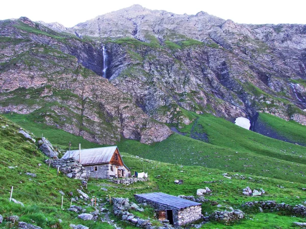 Stand Çiftliklerde Sığır Otlaklar Weisstannen Vadisi Canton Gallen Sviçre — Stok fotoğraf