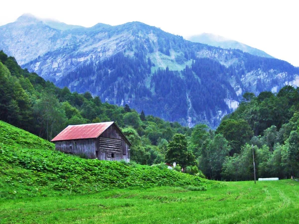 Stallen Boerderijen Vee Weilanden Weisstannen Valley Kanton Gallen Zwitserland — Stockfoto